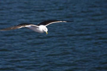 Fototapeta na wymiar Seagull above the sea