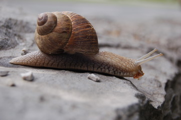Snail