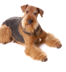 dog Airedale