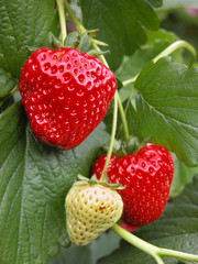 Strawberry fruits and plant
