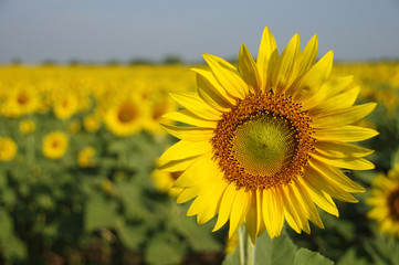 Fototapeta premium Sunflower, Thailand