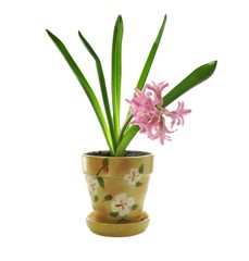 spring flower