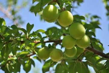 Plums on tree