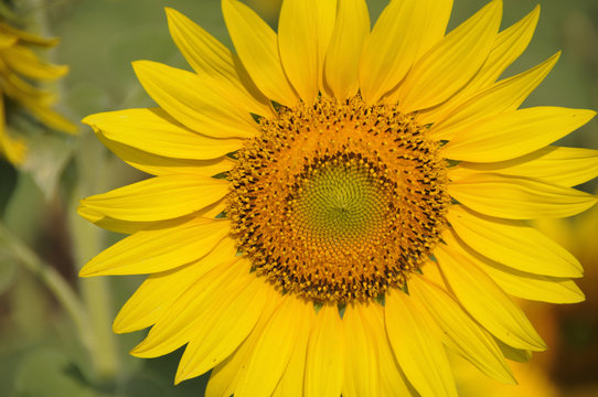 A big sunflower, Thailand