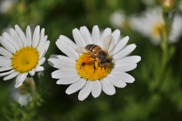 Obraz premium daisies and bees