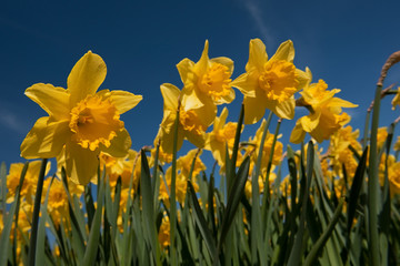 Fototapeta premium Daffodils