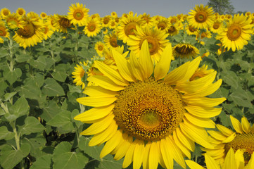 Big sunflowers in the field, Thailand