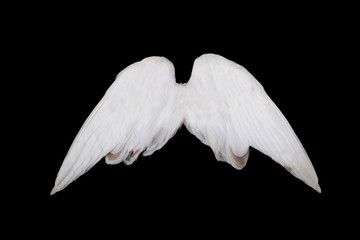 Naklejka na ściany i meble skrzydła anioła