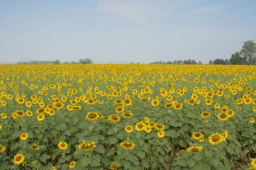Sunflower field with blue sky, Thailand