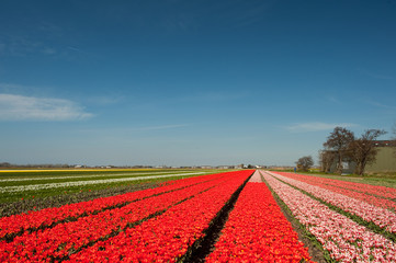 Dutch flower fields