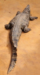 Crocodile