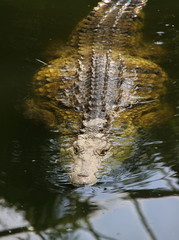 Naklejka premium Crocodile