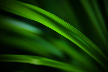 Green leaves