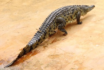 Crocodile