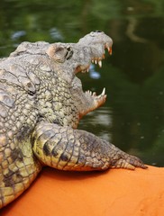Crocodile