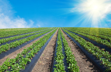 Strawberry field illuminated by the sun..