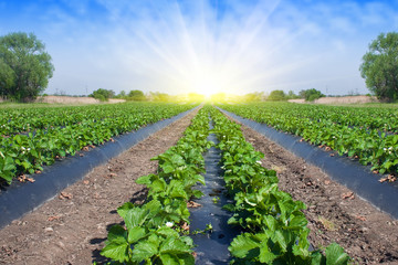 Fototapeta na wymiar Strawberry field oświetlone przez słońce ..