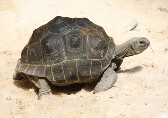 Tortue des Seychelles