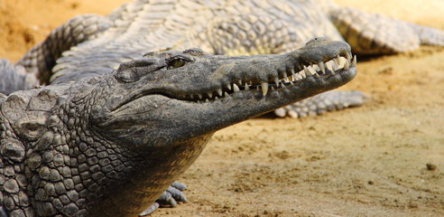 Obraz premium Crocodile