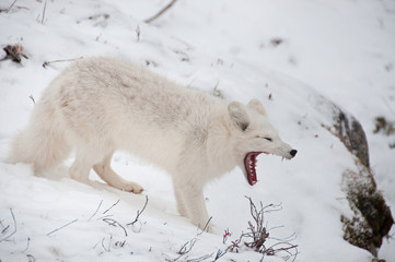 Artic fox