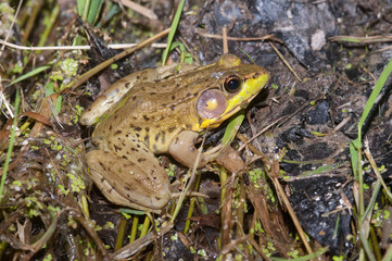 Bullfrog on a pond