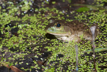 Bullfrog on a pond
