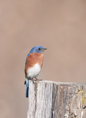 Eastern bluebird sitting on post