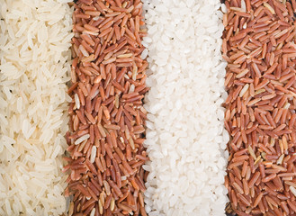 Strips from different rice varieties