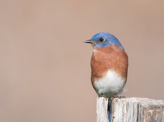 Fototapeta premium Eastern bluebird sitting on post