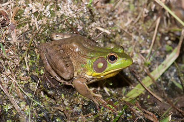 Bullfrog on a pond