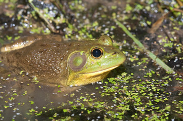 Bullfrog on a pond
