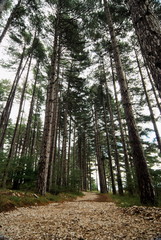 Large pine tree woods