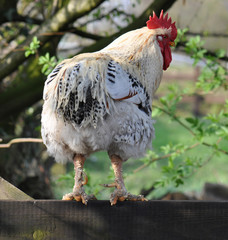 Weißer Hahn auf dem Zaun