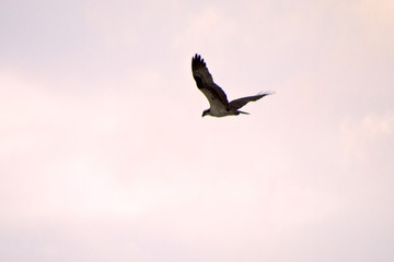osprey high  in flight