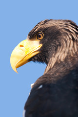 Steller's sea eagle.