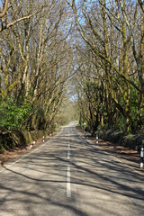 Fototapeta premium Road through a forest in Cornwall UK.