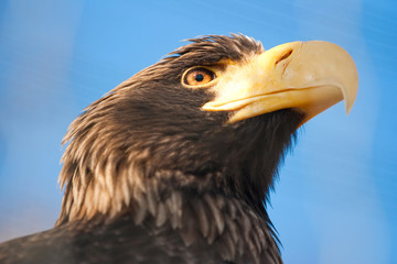 Steller's sea eagle.