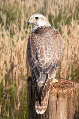 Saker falcon (Falco cherrug)