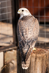 Saker falcon (Falco cherrug)