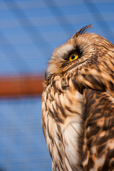 Closeup portrait of an owl.  Asio flammeus