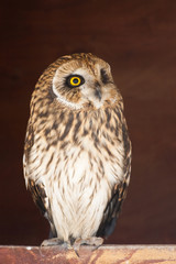 Closeup portrait of an owl.  Asio flammeus