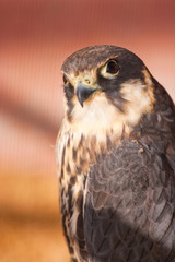 falcon