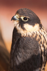 falcon