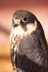 falcon