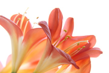 Clivia-5700