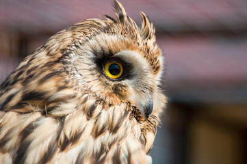 Closeup portrait of an owl.  Asio flammeus