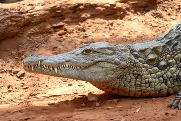 alligator