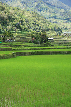 Banaue Reisterasssen, Philippinen