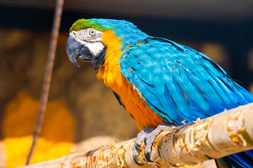 Parrot