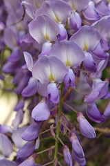 glycine mauve © hcast